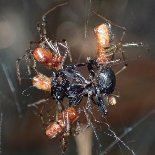 Réf. 333 224 : Anelosimus eximius